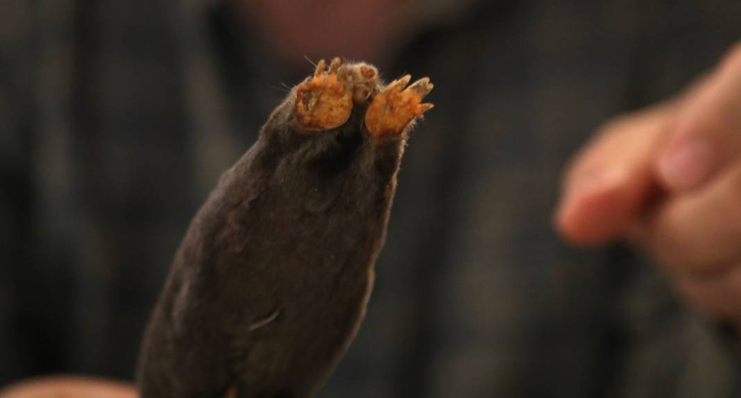 Karadeniz'de yayılmaya başladı! İlk kez yaşanıyor, yurt dışından özel ekip geldi 12